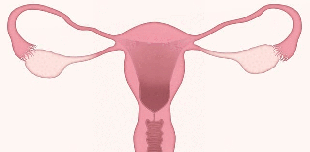 illustration of a uterus
